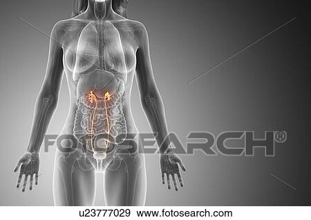 Ureters, computer illustration. View Large Photo Image Stock Photo - Ureters, computer illustration.. Fotosearch