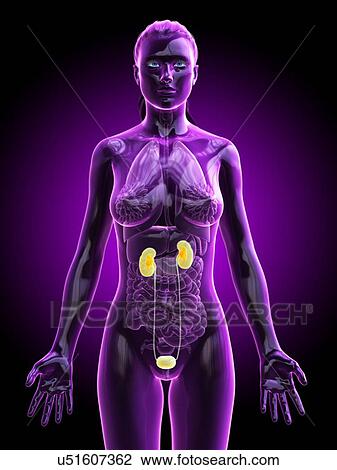 Stock Image - Urinary system, computer illustration.. Fotosearch