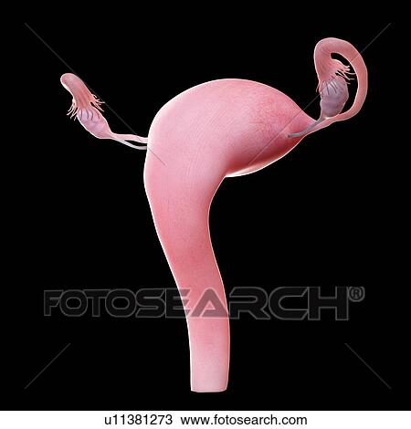 Uterus, computer illustration. View Large Photo Image Stock Image - Uterus, computer illustration.. Fotosearch