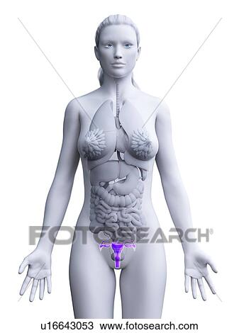 Stock Image - Uterus, computer illustration.. Fotosearch