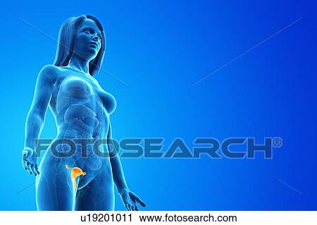 Uterus, computer illustration. View Large Photo Image Stock Image - Uterus, computer illustration.. Fotosearch