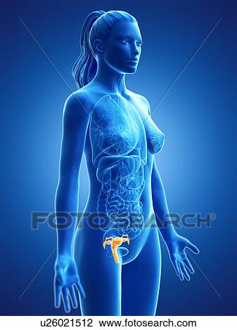 Uterus, computer illustration. View Large Photo Image Stock Image - Uterus, computer illustration.. Fotosearch