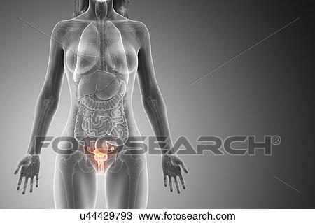 Stock Image - Uterus, computer illustration.. Fotosearch