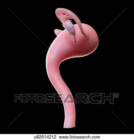 Stock Image - Uterus, computer illustration.. Fotosearch