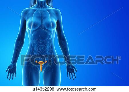 Uterus, computer illustration. View Large Photo Image Stock Photo - Uterus, computer illustration.. Fotosearch