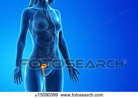 Stock Photo - Uterus, computer illustration.. Fotosearch