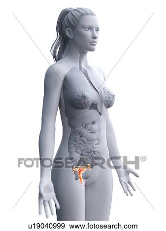 Stock Photo - Uterus, computer illustration.. Fotosearch