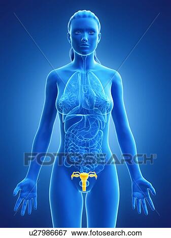 Uterus, computer illustration. View Large Photo Image Stock Photo - Uterus, computer illustration.. Fotosearch