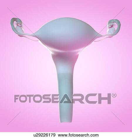 Stock Photo - Uterus, computer illustration.. Fotosearch