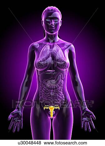 Uterus, computer illustration. View Large Photo Image Stock Photo - Uterus, computer illustration.. Fotosearch
