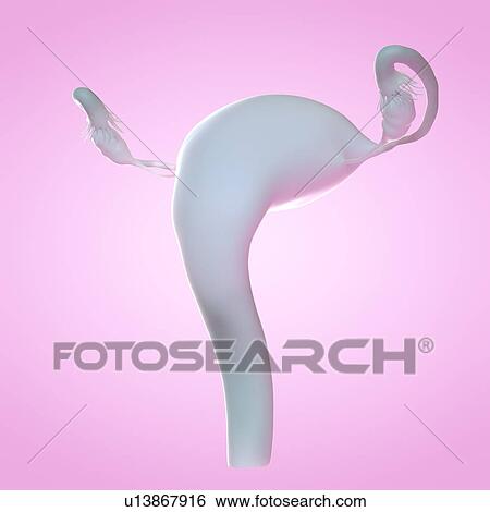 Uterus, computer illustration. View Large Photo Image Stock Photograph - Uterus, computer illustration.. Fotosearch