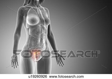 Stock Photograph - Uterus, computer illustration.. Fotosearch
