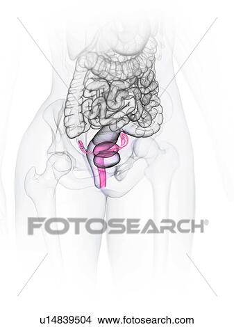 Uterus, illustration View Large Photo Image Picture - Uterus, illustration. Fotosearch