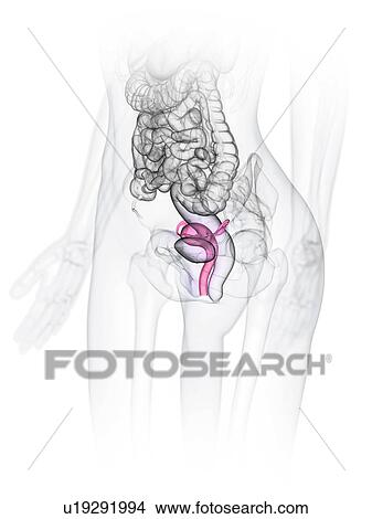 Uterus, illustration View Large Photo Image Picture - Uterus, illustration. Fotosearch