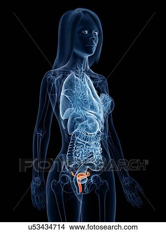 Uterus, illustration View Large Photo Image Picture - Uterus, illustration. Fotosearch