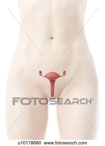 Uterus, illustration View Large Photo Image Stock Image - Uterus, illustration. Fotosearch