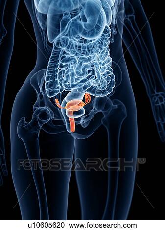 Uterus, illustration View Large Photo Image Stock Image - Uterus, illustration. Fotosearch