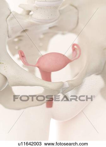 Stock Image - Uterus, illustration. Fotosearch