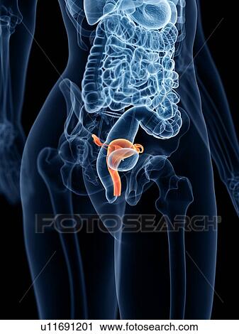 Stock Image - Uterus, illustration. Fotosearch