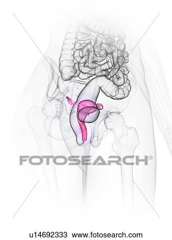 Uterus, illustration View Large Photo Image Stock Image - Uterus, illustration. Fotosearch
