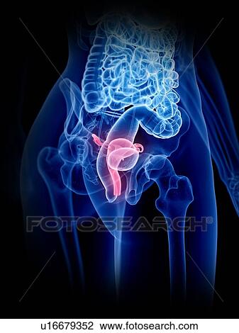 Stock Image - Uterus, illustration. Fotosearch