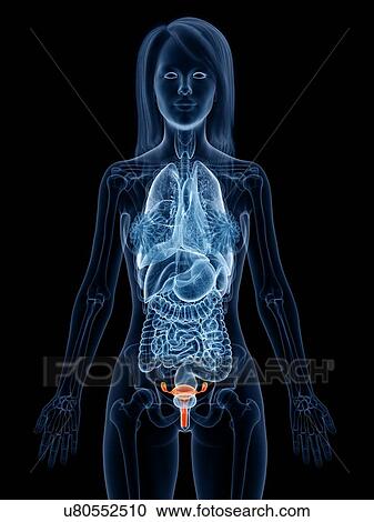 Stock Image - Uterus, illustration. Fotosearch