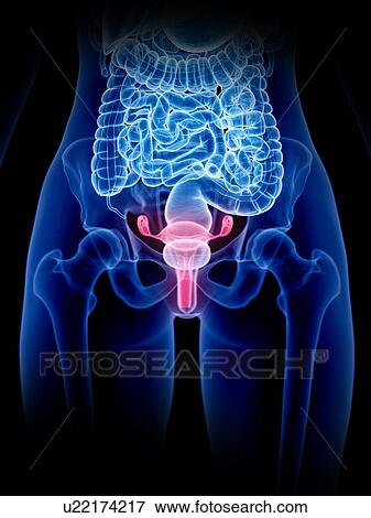 Uterus, illustration View Large Photo Image Stock Photo - Uterus, illustration. Fotosearch