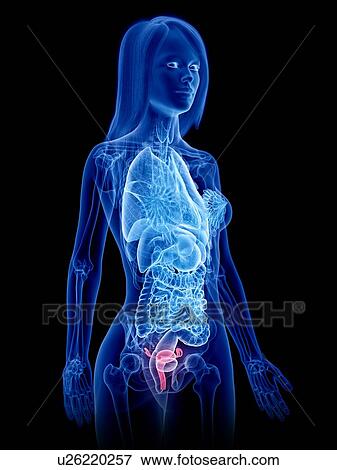 Stock Photo - Uterus, illustration. Fotosearch