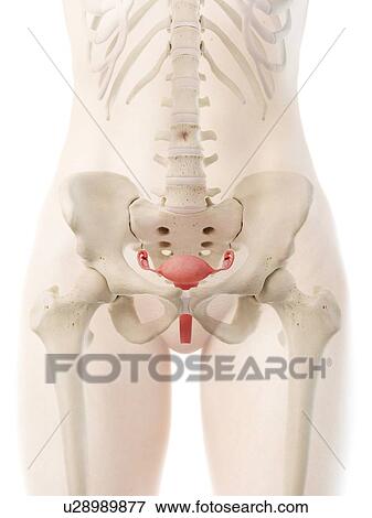 Stock Photo - Uterus, illustration. Fotosearch