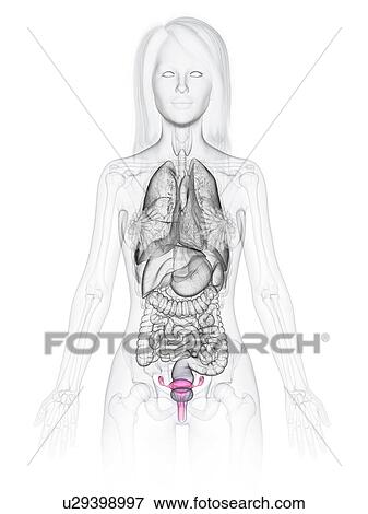 Uterus, illustration View Large Photo Image Stock Photo - Uterus, illustration. Fotosearch
