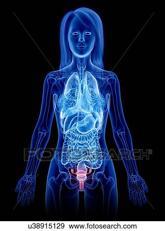 Uterus, illustration View Large Photo Image Stock Photo - Uterus, illustration. Fotosearch