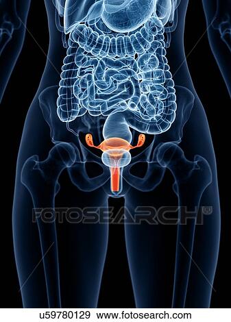 Uterus, illustration View Large Photo Image Stock Photo - Uterus, illustration. Fotosearch