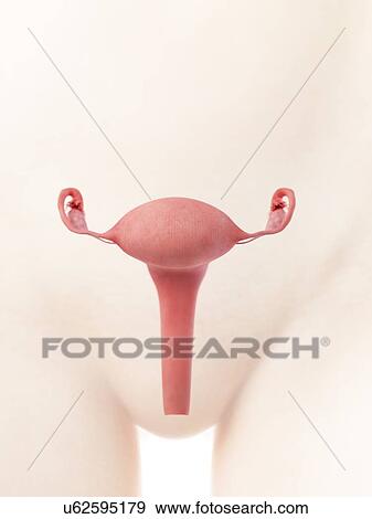 Uterus, illustration View Large Photo Image Stock Photo - Uterus, illustration. Fotosearch