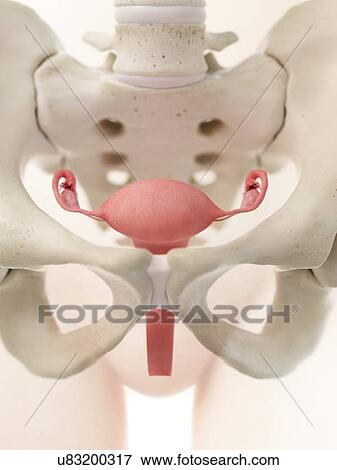 Uterus, illustration View Large Photo Image Stock Photo - Uterus, illustration. Fotosearch