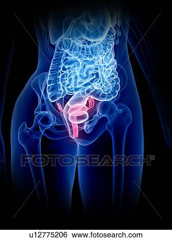 Stock Photograph - Uterus, illustration. Fotosearch