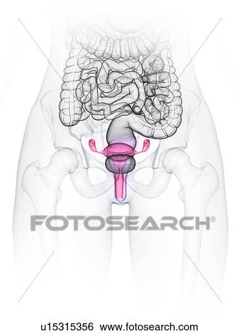 Stock Photograph - Uterus, illustration. Fotosearch