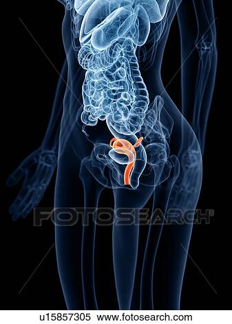 Stock Photography - Uterus, illustration. Fotosearch