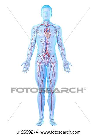 Picture - Vascular system, computer illustration.. Fotosearch