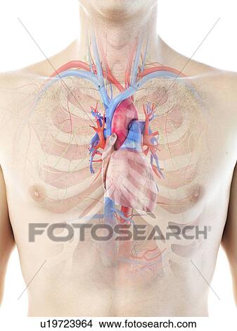 Vascular system, computer illustration. View Large Photo Image Picture - Vascular system, computer illustration.. Fotosearch