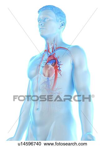 Vascular system, computer illustration. View Large Photo Image Stock Image - Vascular system, computer illustration.. Fotosearch