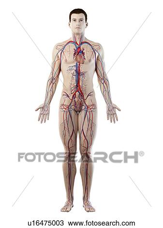 Stock Image - Vascular system, computer illustration.. Fotosearch