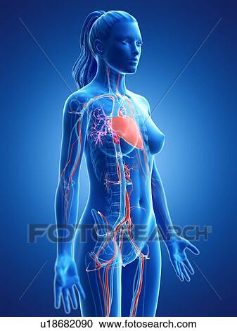 Vascular system, computer illustration. View Large Photo Image Stock Image - Vascular system, computer illustration.. Fotosearch