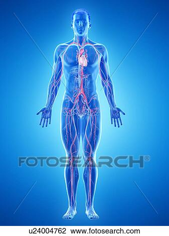 Vascular system, computer illustration. View Large Photo Image Stock Image - Vascular system, computer illustration.. Fotosearch
