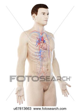 Vascular system, computer illustration. View Large Photo Image Stock Image - Vascular system, computer illustration.. Fotosearch