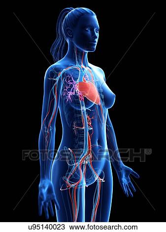 Vascular system, computer illustration. View Large Photo Image Stock Image - Vascular system, computer illustration.. Fotosearch