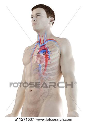Vascular system, computer illustration. View Large Photo Image Stock Photo - Vascular system, computer illustration.. Fotosearch