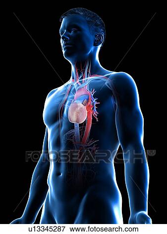Vascular system, computer illustration. View Large Photo Image Stock Photo - Vascular system, computer illustration.. Fotosearch