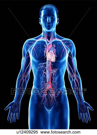 Vascular system, computer illustration. View Large Photo Image Stock Photography - Vascular system, computer illustration.. Fotosearch
