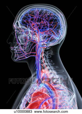 Stock Image - Vascular system of the head, computer illustration.. Fotosearch
