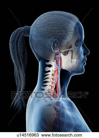 Vascular system of the head, computer illustration. View Large Photo Image Stock Image - Vascular system of the head, computer illustration.. Fotosearch